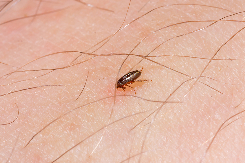 Flea Pest Control in Hampshire United Kingdom