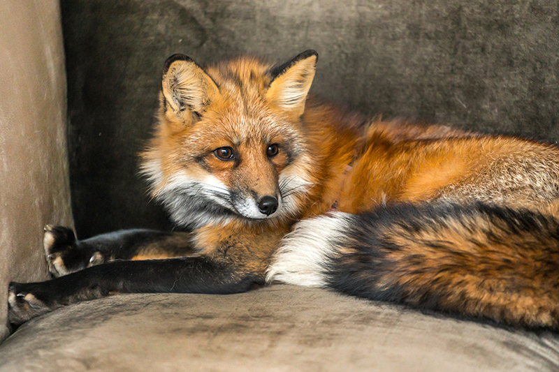 Fox Pest Control in Hampshire United Kingdom