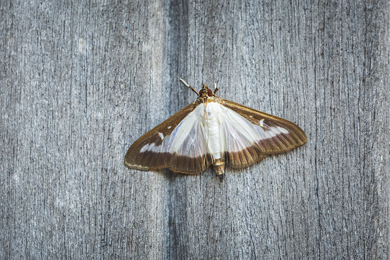 Moth Pest Control in Hampshire United Kingdom